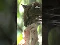 New cat species identified for first time in more than a century