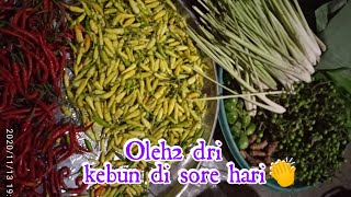 Otw Kebun | Panen Cabe
