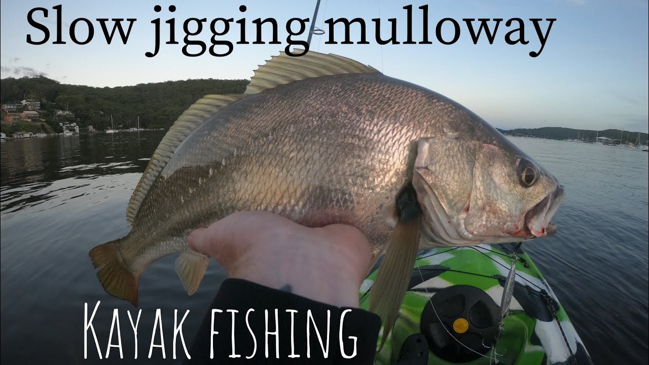 Slow jigging mulloway | kayak fishing