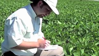 The Extension Fairy:  Preparing Insect and Plant Disease Samples for your Extension Agent