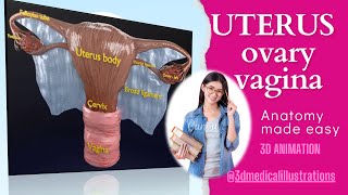 uterus anatomy model 3d printing ready https://medical3dmodels.com