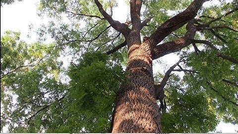 Tree Identification - Black Walnut and "Species Mop-Up"