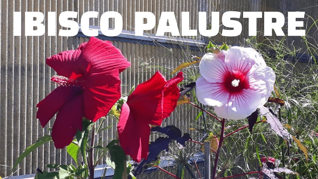 Ibiscus palustre per abbellire  laghetti e  corsi d'acqua