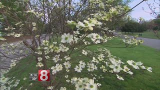 Spring officially arrives this month, but for allergy sufferers it can cause misery