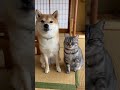 ついに日本語を理解し始めたﾈｯｺ　#shorts