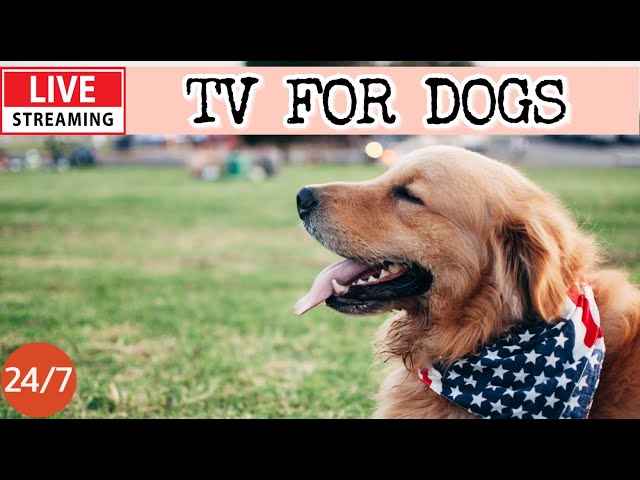 🔴[LIVE] Dog Music🎵Dog Calming Music🐶💖Dog Separation Anxiety Relief💖🦮Soothing Dog Sleep Music🔴16