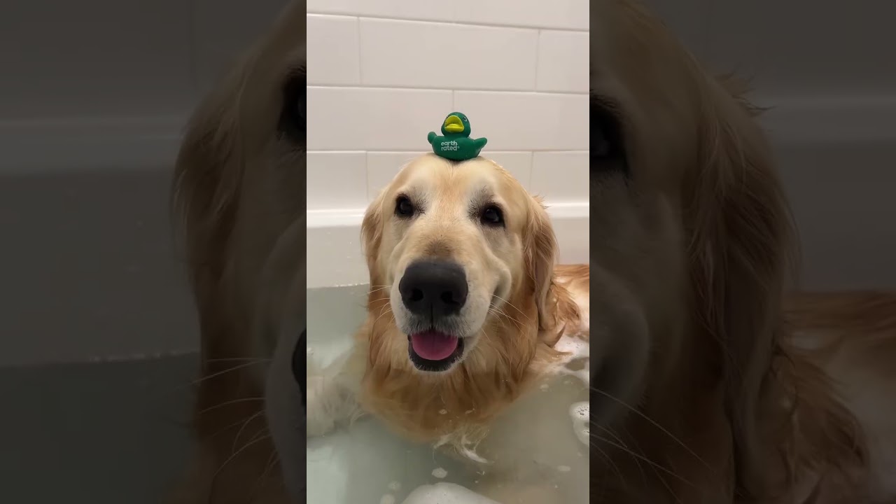 inhaling my stinky dog 24/7 😍 #dog #dogs #goldenretriever #puppy