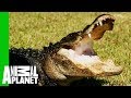 Huge 9 Foot Long Gator Rescued From Family Pond | Gator Boys