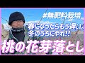 【桃の摘蕾】他の桃農家の1ヶ月前にやる無肥料栽培の花芽落とし【無肥料栽培】【道法スタイル実践レポート】