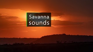 Serengeti sounds - Lions and hippos calling in the African savanna