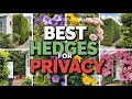 Best Hedges for Privacy: Transform Your Yard into a Secluded Sanctuary!