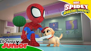 Puppy Panic ? | Spidey and His Amazing Friends ?️ | Disney Junior Arabia