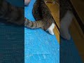 勝手に動くｗ