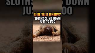Why do sloths climb all the way down to poop?