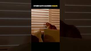 other Cats Causing Chaos Vs.. this ONE ๐ญ #shorts