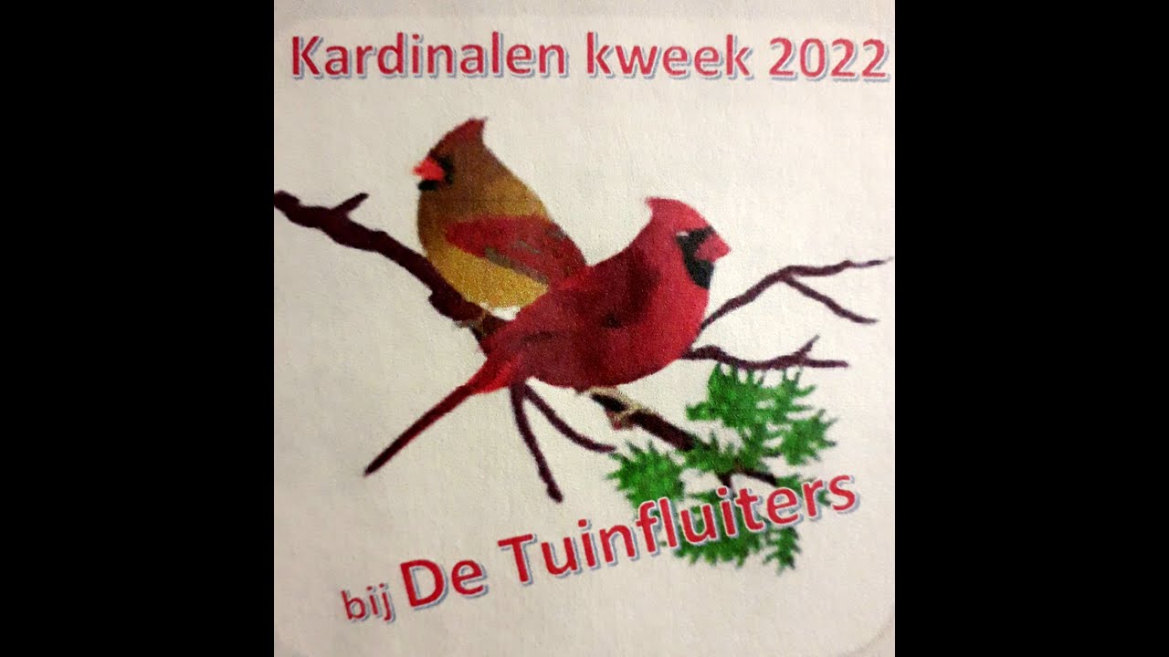 Kardinalen kweek deel 4, nieuw nestje met eitjes en met zorgzame man, 2E broedronde gaat van start.