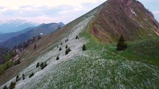 Daffodils On Golica, 2022 Narcise Na Golici