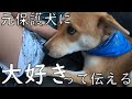 愛犬に大好きって伝える
