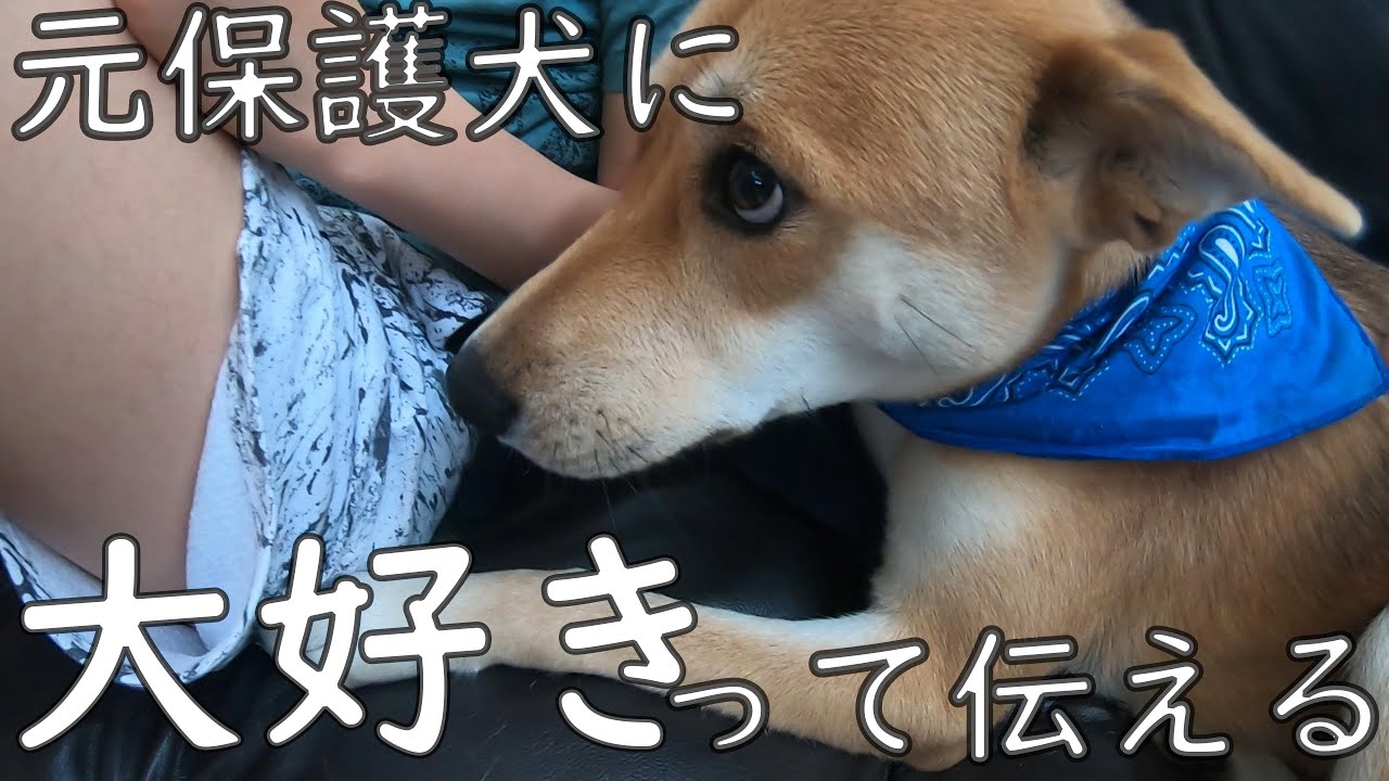 愛犬に大好きって伝える Youtube 愛犬に大好きって伝える Youtube