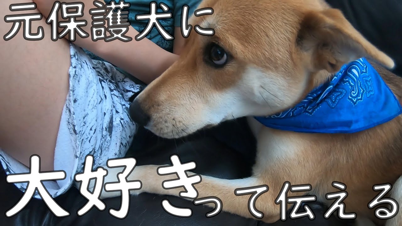 愛犬に大好きって伝える Youtube