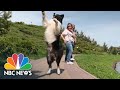 See This Border Collie Walking On His Hind Legs | NBC News NOW