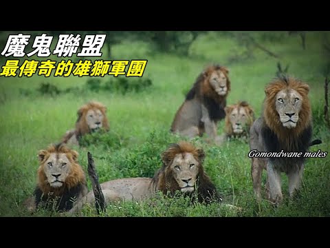魔鬼雄獅聯盟, 最成功的獅子家族, 原來這些獅王都是它的後代,領地面積堪比一個小國