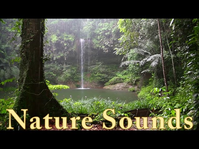 Relax 3 Minutes - Rainforest Animals, Waterfall and Rain Sounds