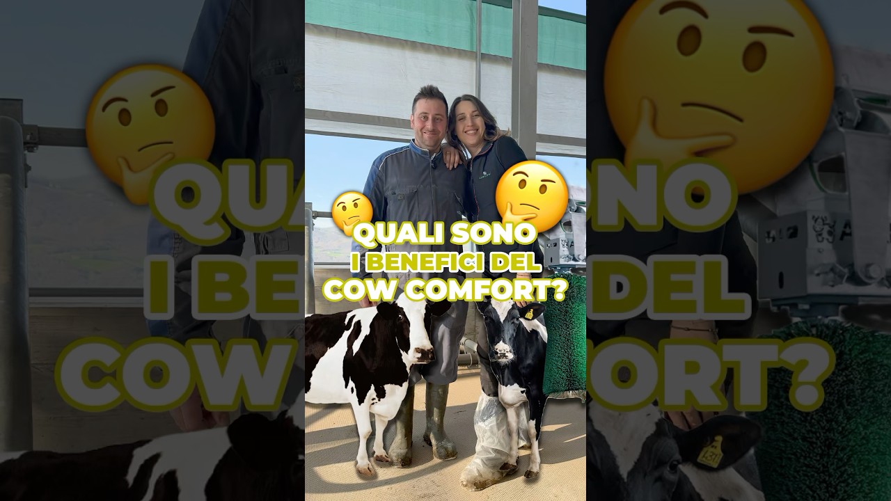 Sai quali sono i benefici del cow comfort?! 