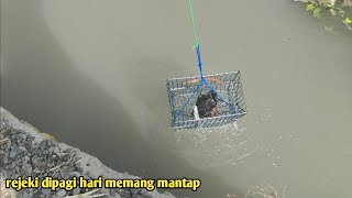 dapat kepiting babon jebak kepiting bakau dipagi hari menggunakan bubu kotak | mud crab trap