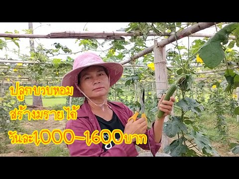 ปลูกบวบหอมสร้างรายได้วันละ1,000-1,600บาท #เกษตรพอเพียง