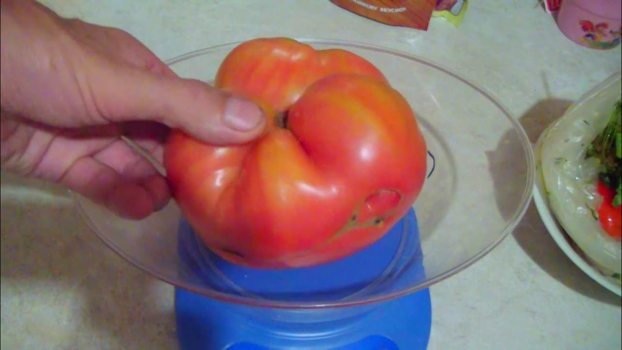 бычье сердце видео