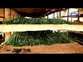 Success story on Sericulture farming by Karumudi Ramesh - Express Tv