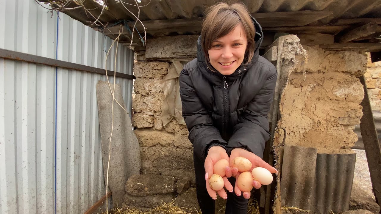 Кури несуться качки вирубуються