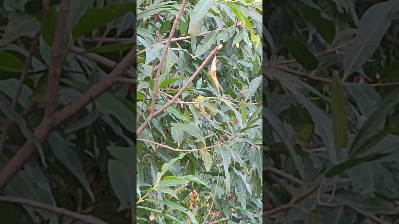 Common Iora Fatikjol(4) 
