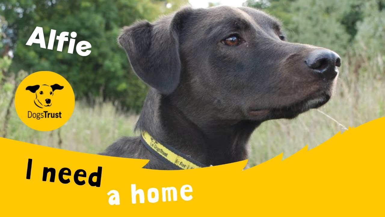 Alfie the amazing Lurcher Dogs Trust Newbury YouTube