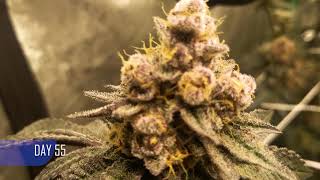 DAY 55 OF SOLFIRES  Bahama bussdown and NFsheesh