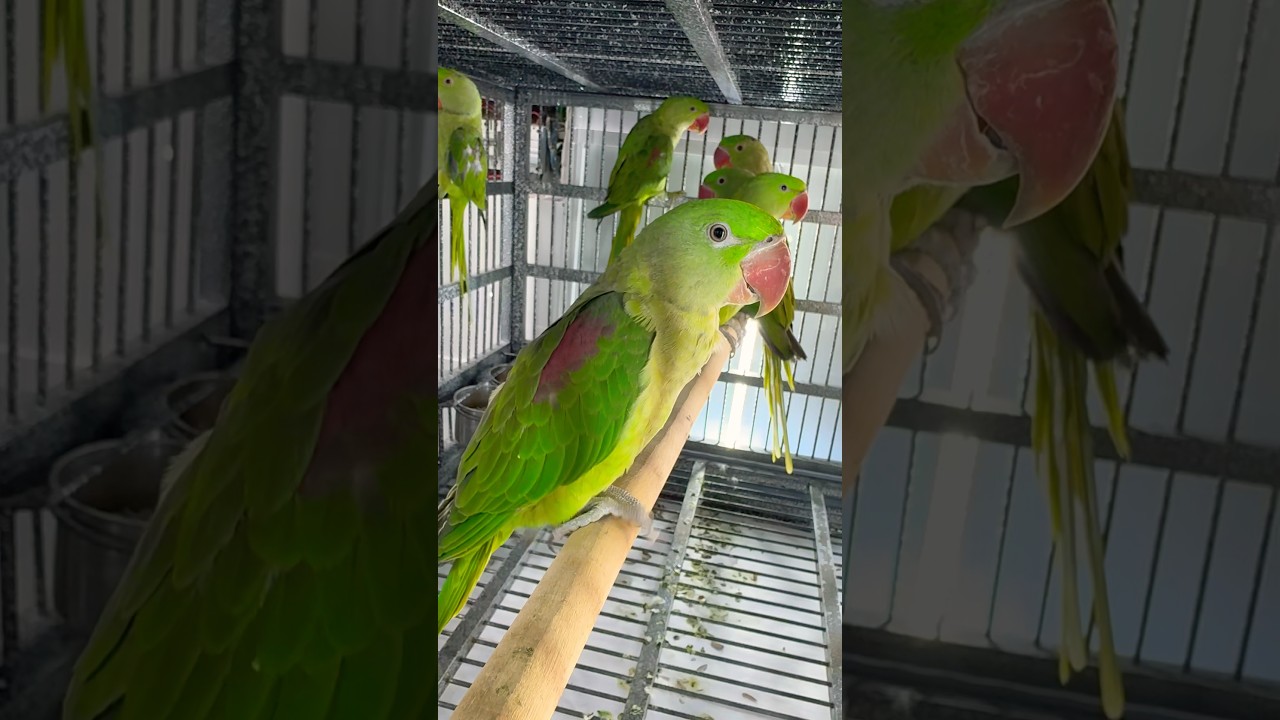 Alexandrine part in Sharjah pet market 