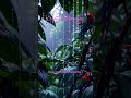 Pearl Rain Forest #relaxing #ambient #visualpoetry #creative #creativerelaxation #lulllab9