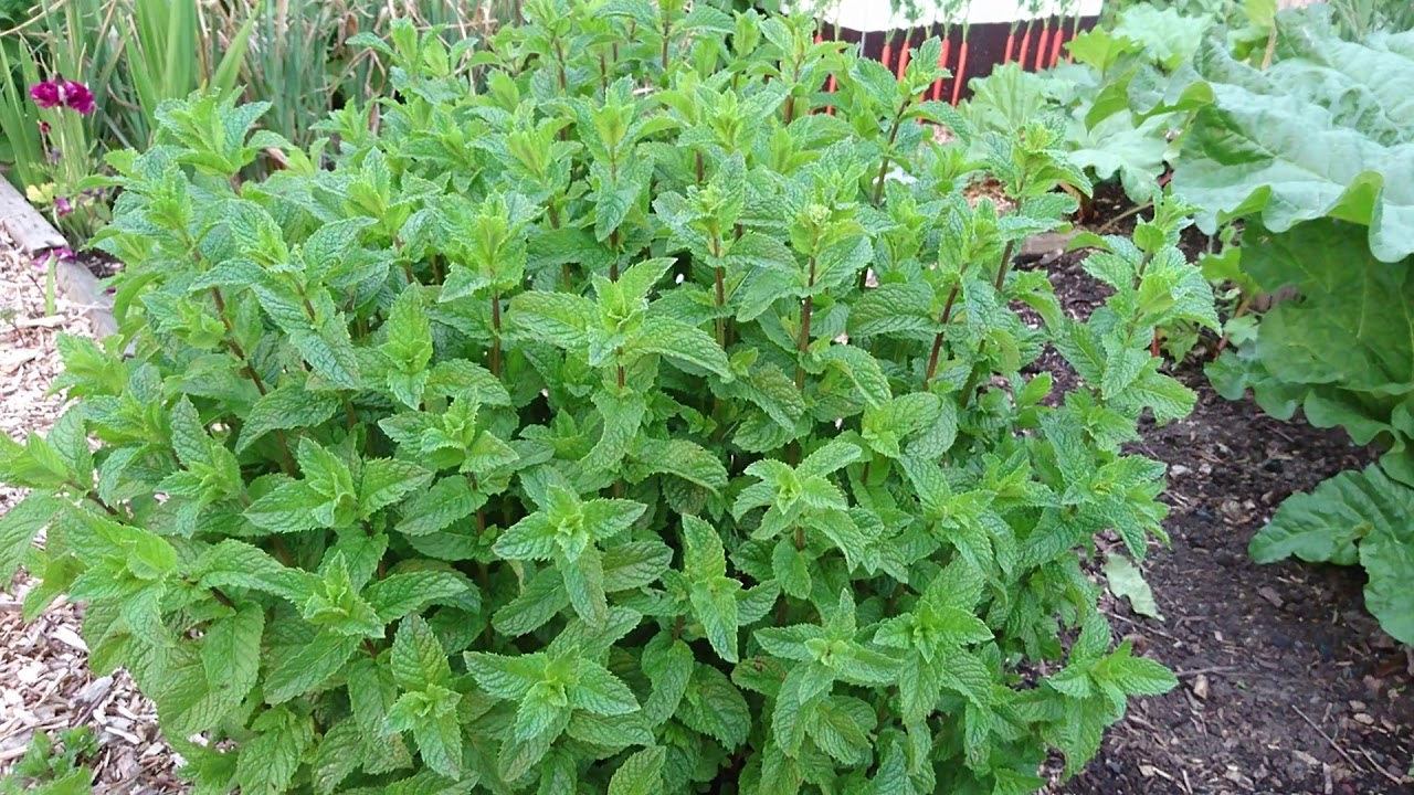 Over due end of May allotment plot update.