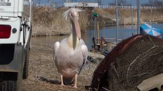 カンタ君はモモイロペリカン 漁師さんに連れ添い24年 千葉県の印旛沼に住み着いたカンタ君のプロフィールやインスタ写真や動画は カッタ君は宇部市マスコット Tonboeye