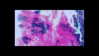 The Milo - Are You Satisfy (Unofficial Video)