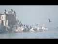 Rosy Pelicans 