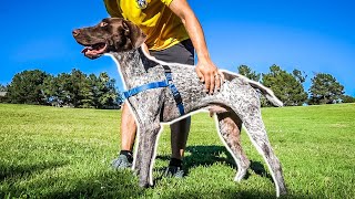 using a prong collar for corrections