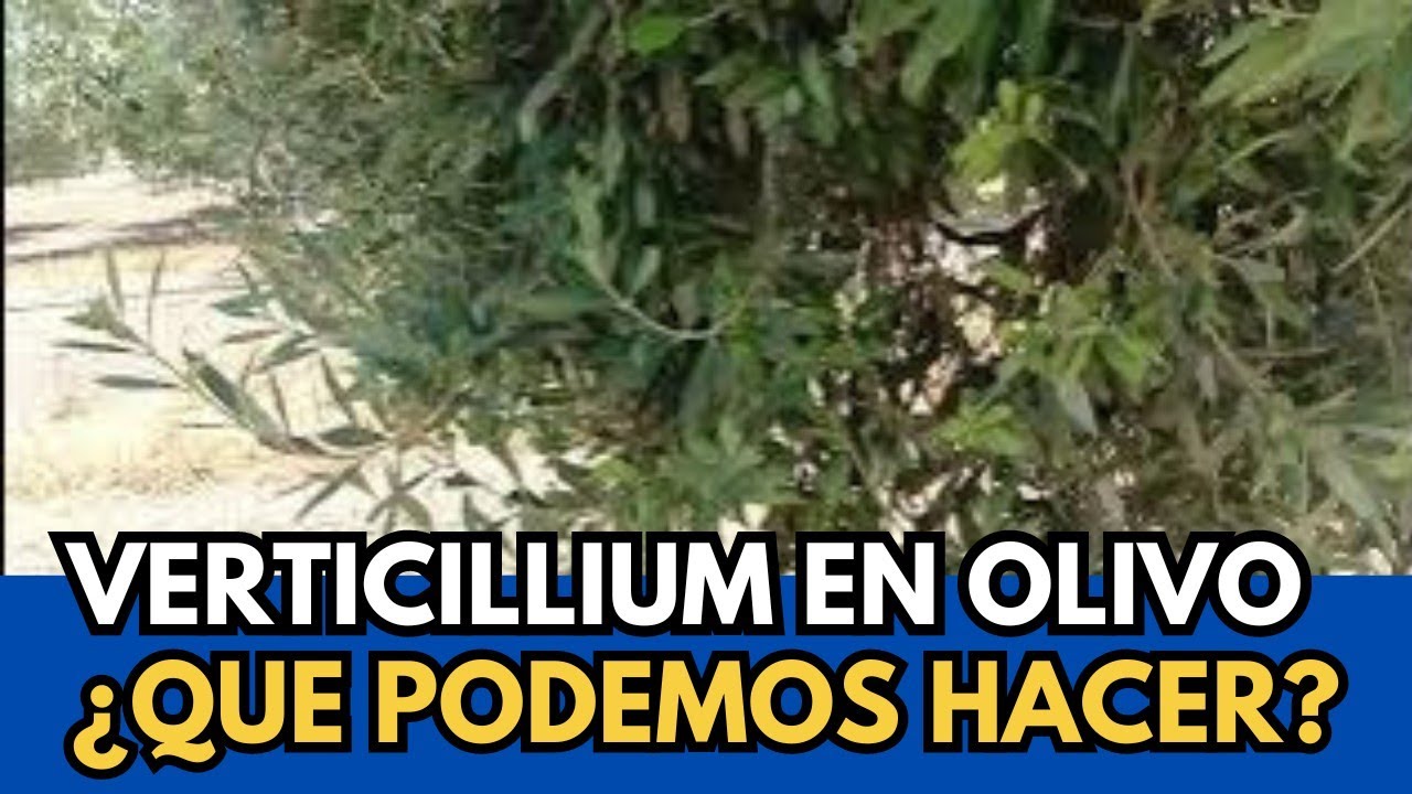 🟥 Verticillium: Porqué Aparece y Cómo Combatirlo.