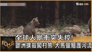 全球人獸衝突失控! 歐洲撲殺闖村熊 大馬獵鱷護河流｜方念華｜FOCUS全球新聞20260804 @tvbsfocus