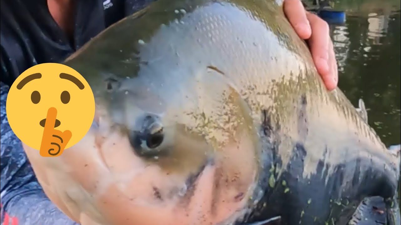 ESSA ISCA RIDÍCULA SALVOU A PESCARIA !