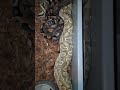 #CataractRoyals #BallPython #Breeding 1.0 Shatter 0.1 Super Pastel Bamboo Blackhead