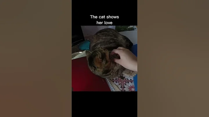 On my stream, Cindy the cat showed her love for me...