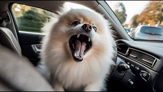 картинка: Возбуждение и лай в машине (Шпиц)