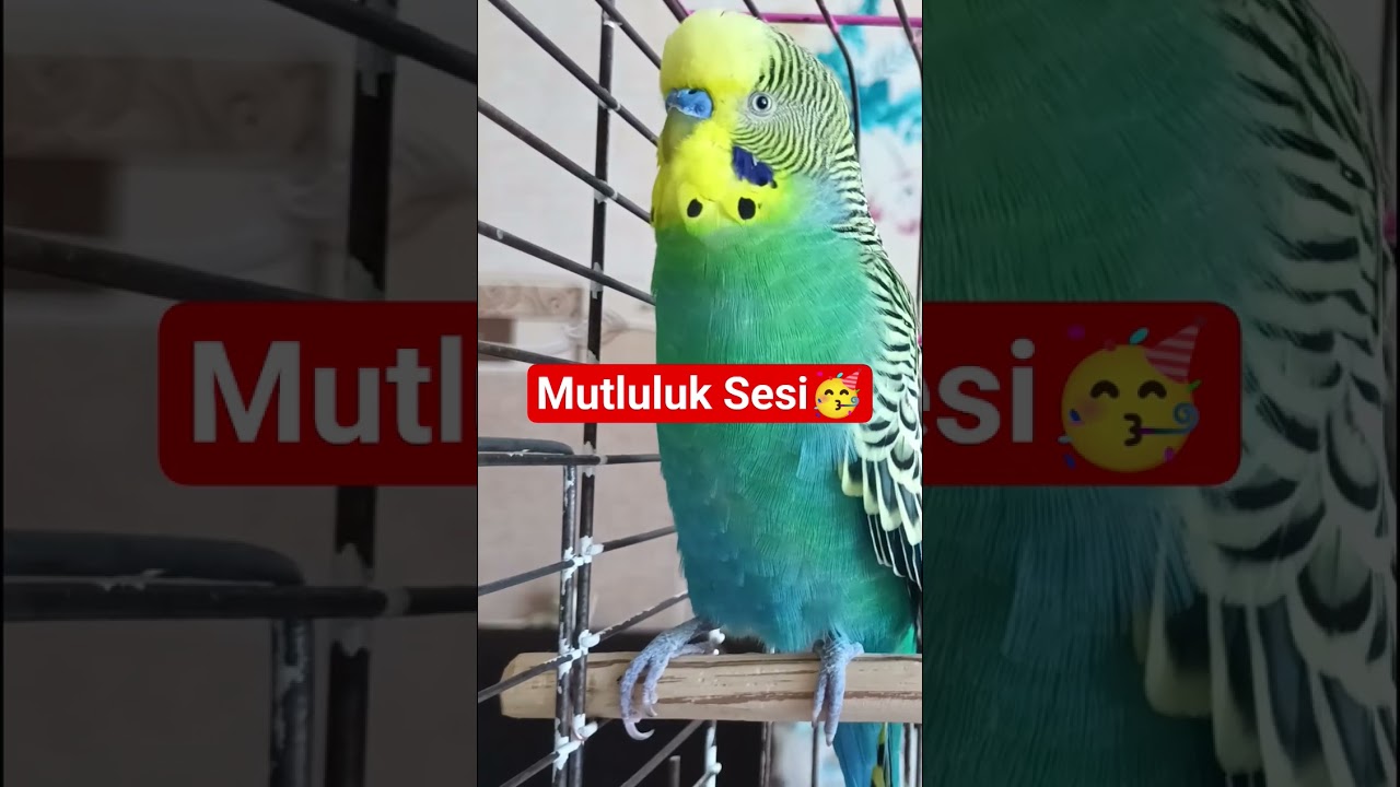 Anında Cevap Verecek 🥳 #muhabbetkuşu #birdsong #birds #talkingparot #budgies #muhabbetkuşufıstık